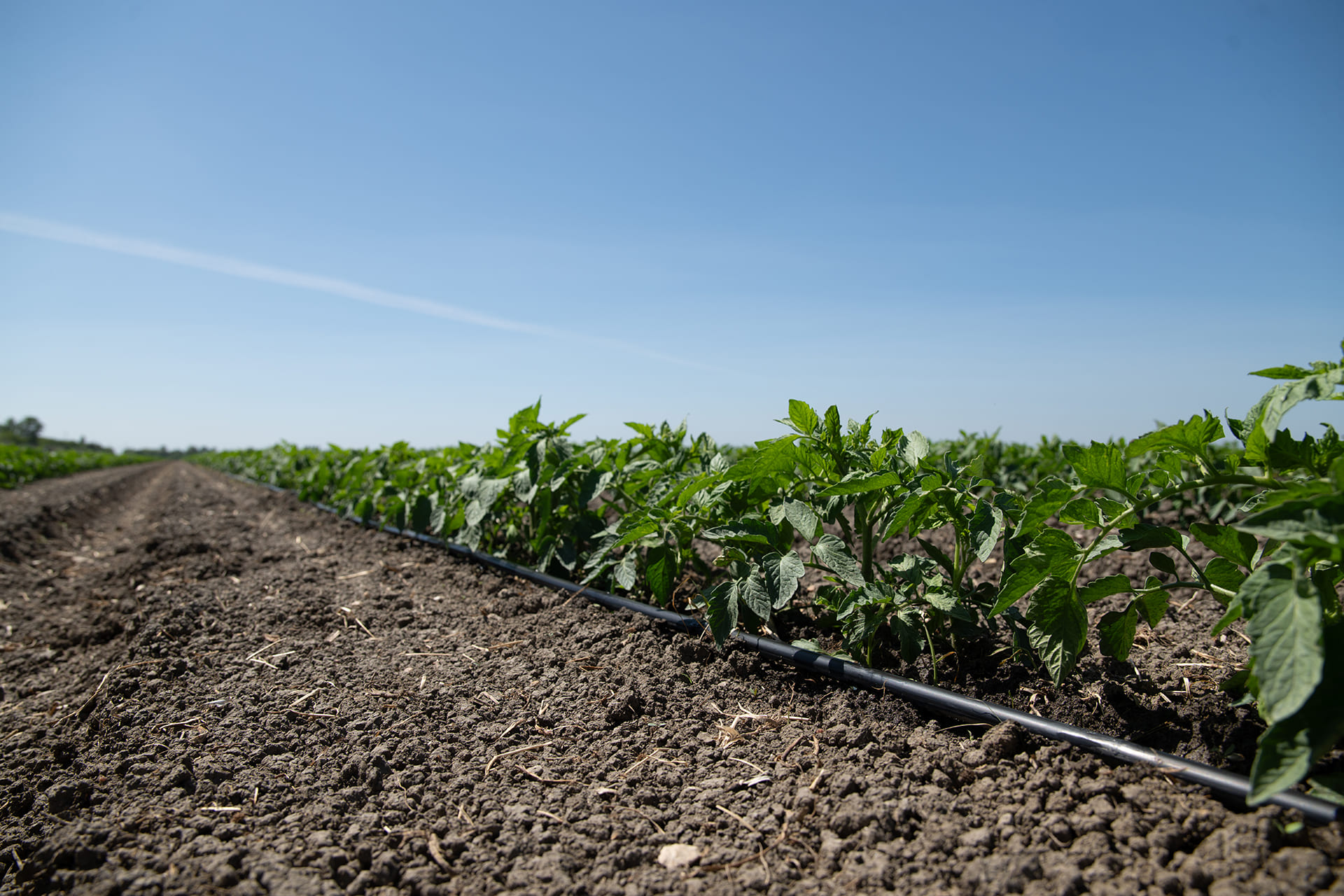 Gotejamento e Microaspersão