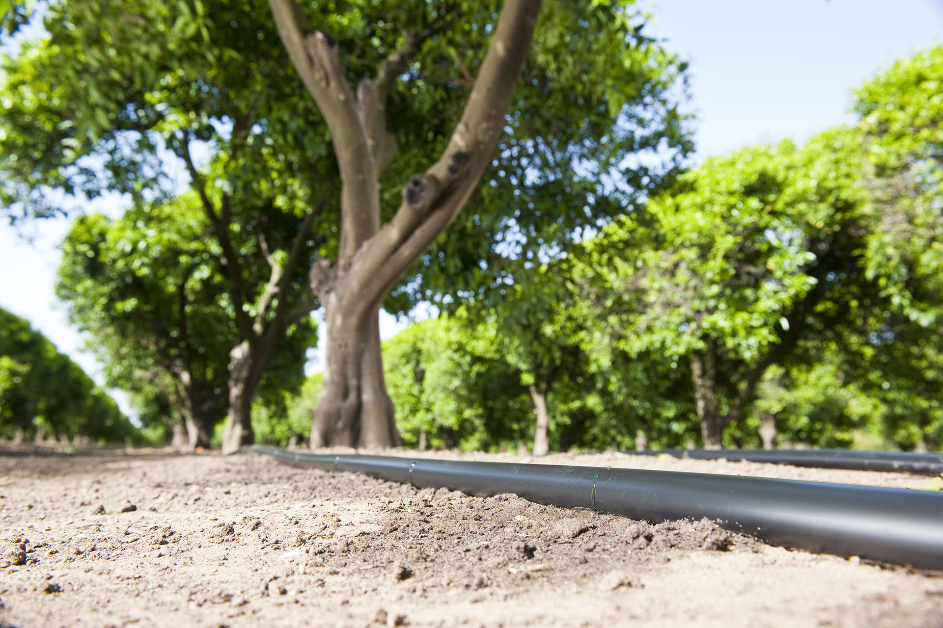 Gotejamento e Microaspersão