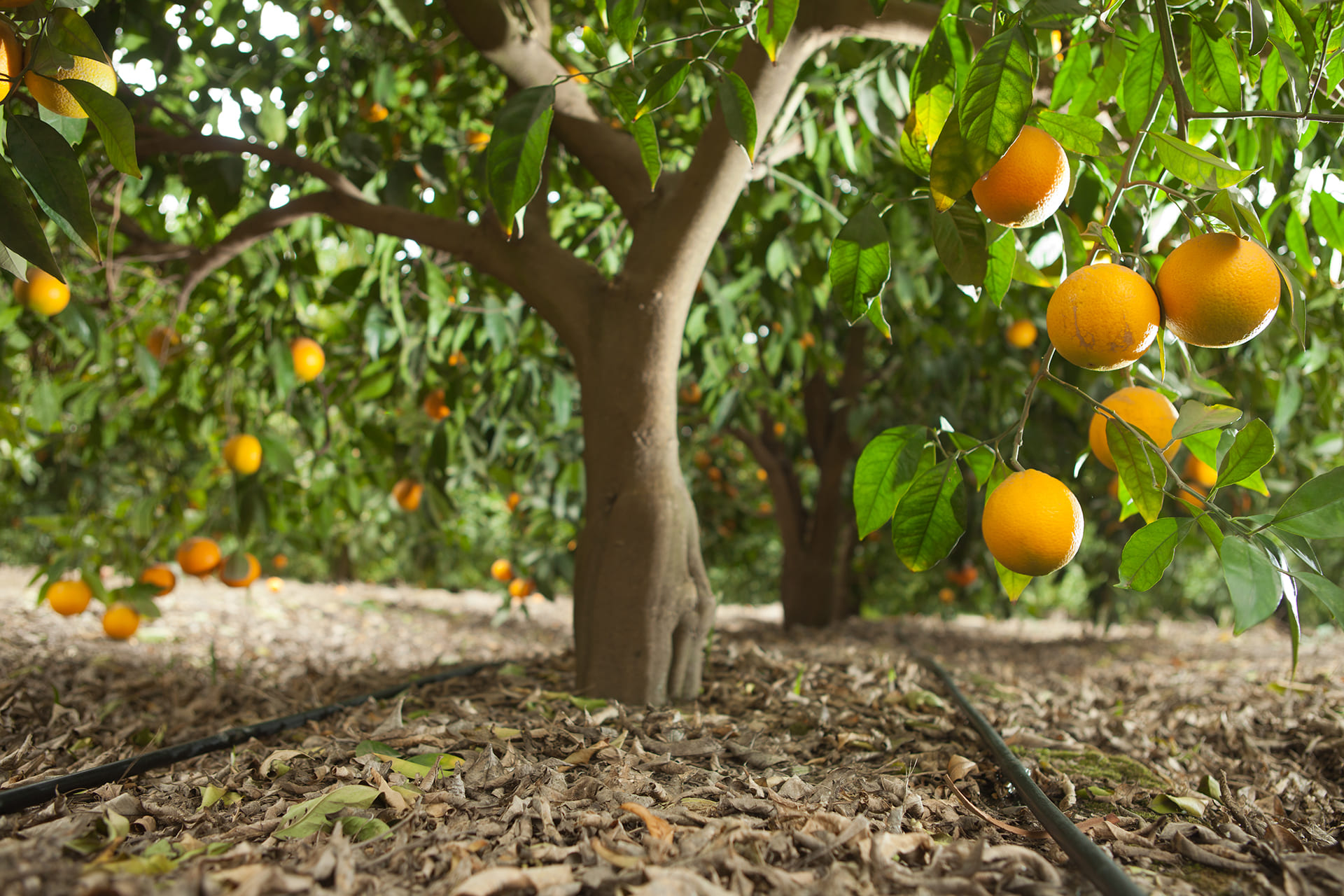 Gotejamento e Microaspersão