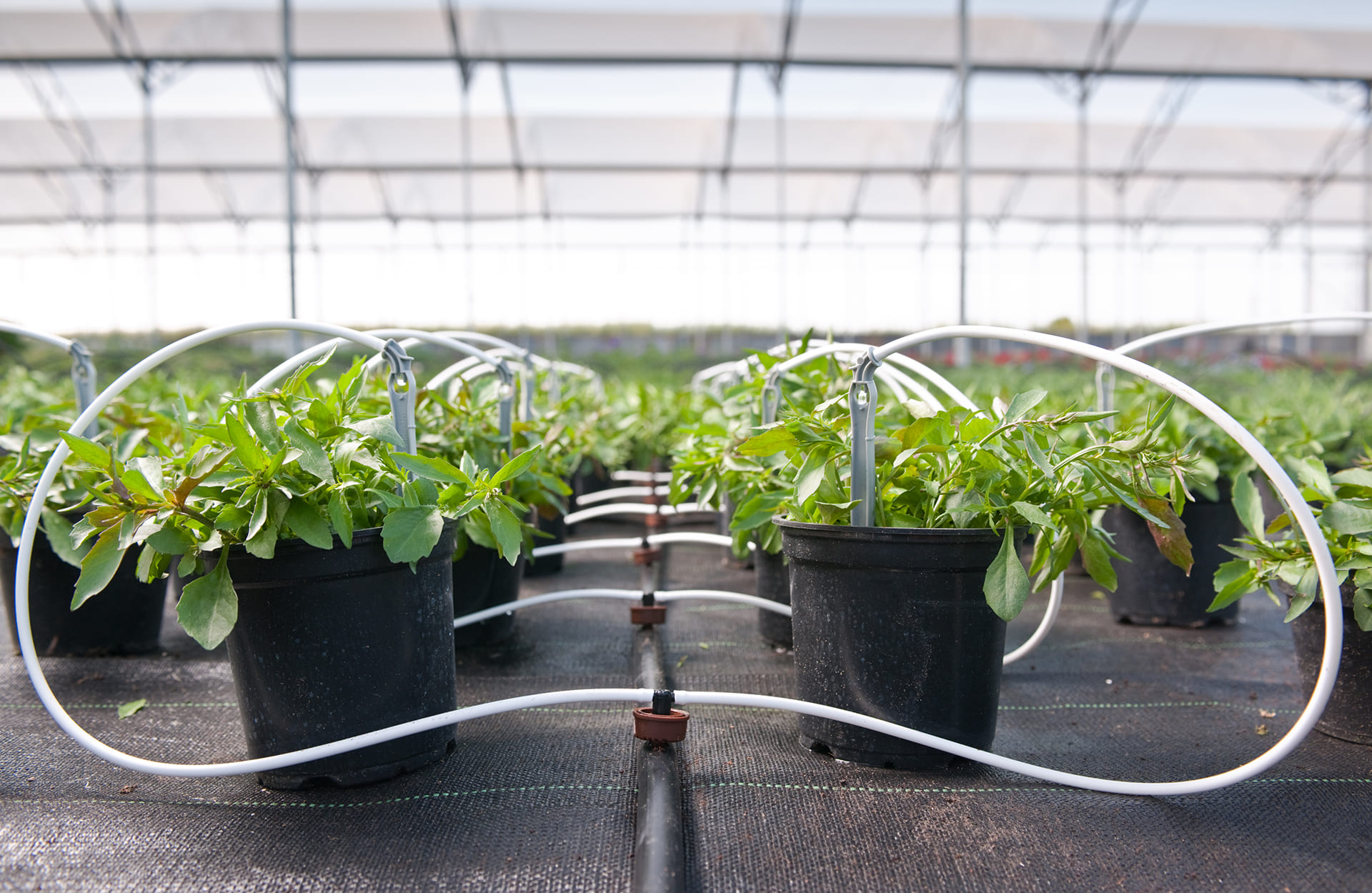 Gotejamento e Microaspersão