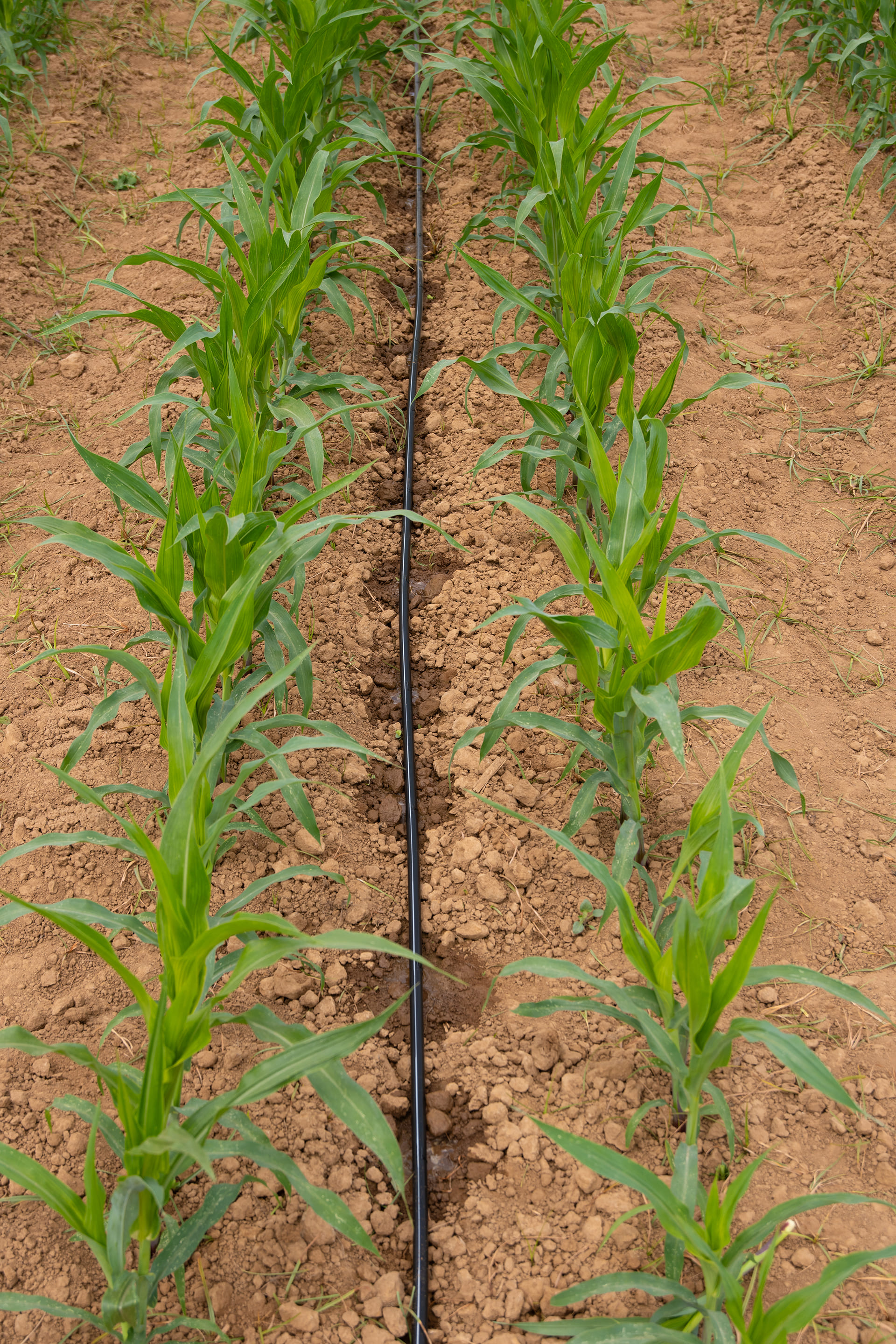 Gotejamento e Microaspersão