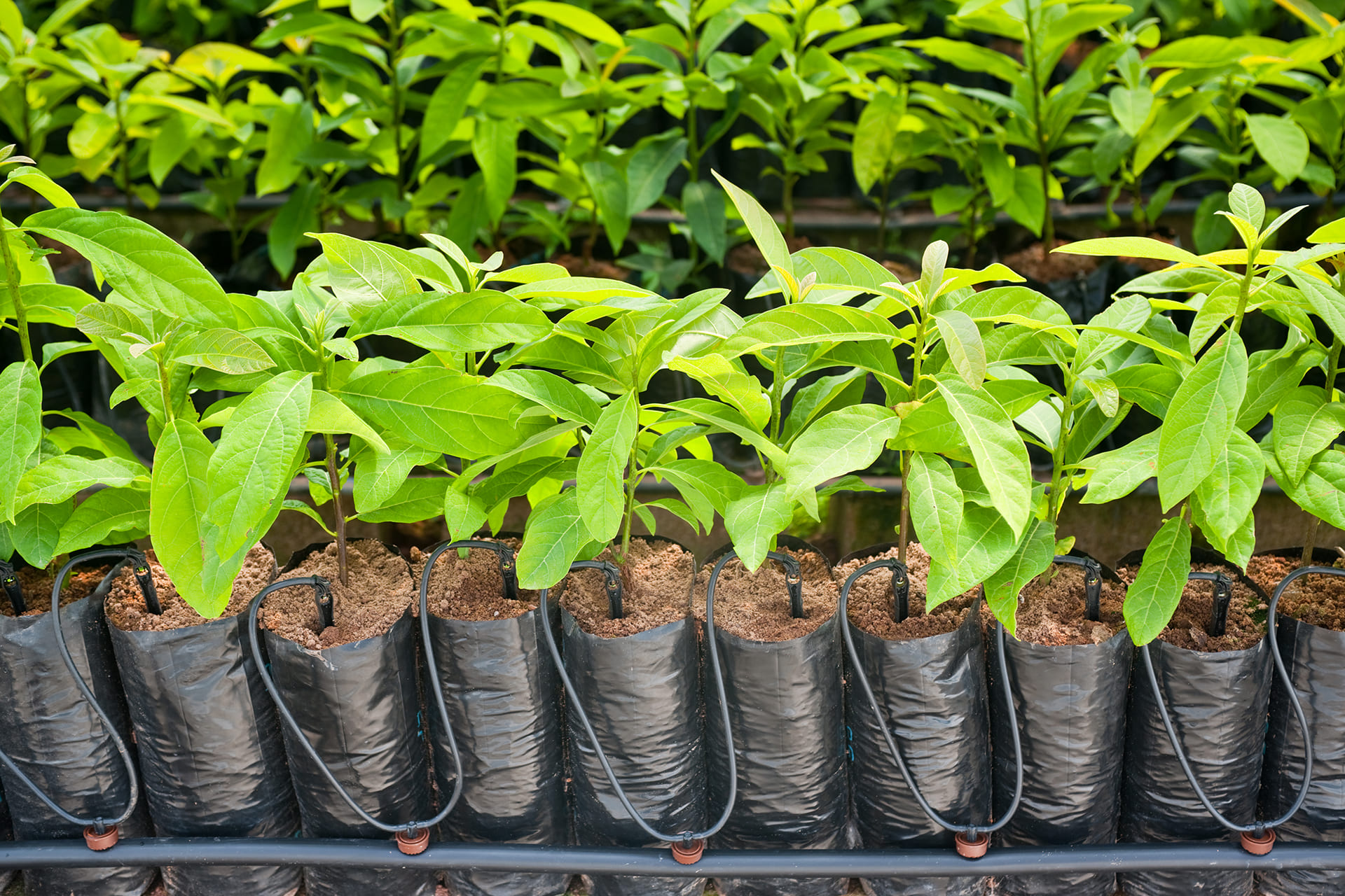 Gotejamento e Microaspersão