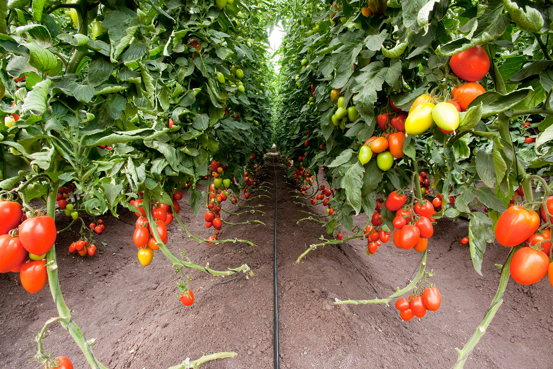 Gotejamento e Microaspersão