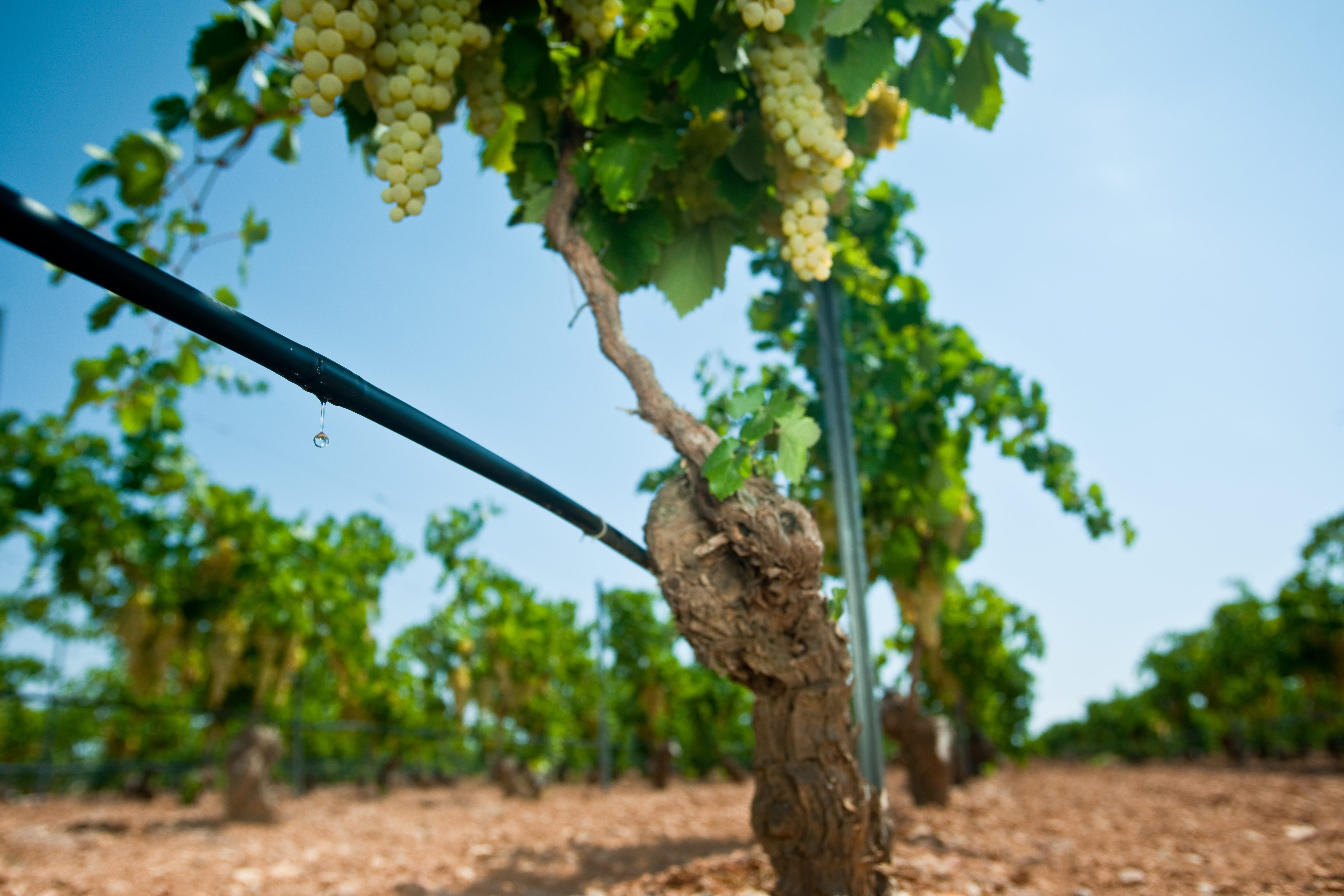 Gotejamento e Microaspersão